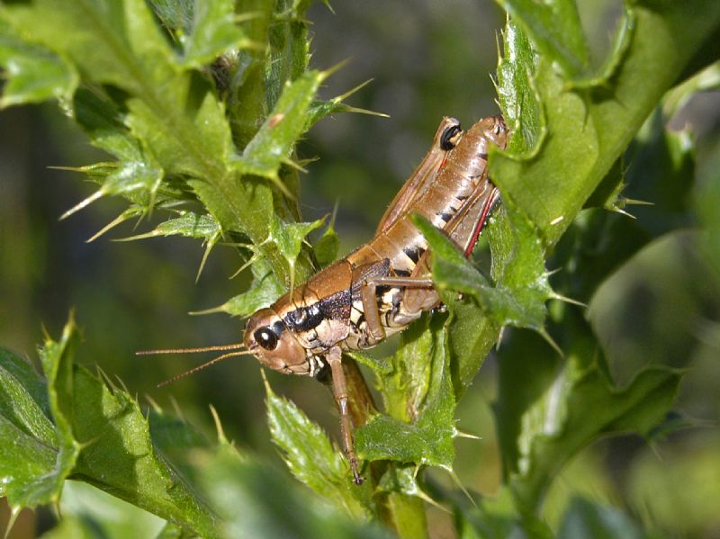 Una cavalletta tra le spine: Podisma pedestris pedestris, femmina